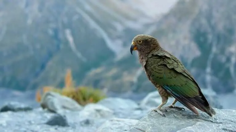 ニュージーランドの飛べない鳥 ウェカ カカポなど ミュウズweb