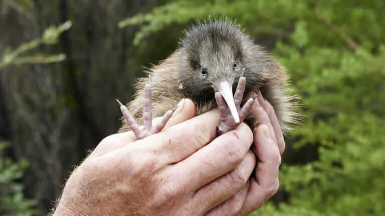 ニュージーランドの国鳥キウイバードはどんな鳥 ミュウズweb