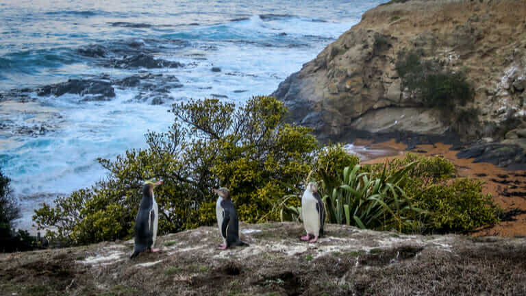 ニュージーランド ペンギン 季節 場所