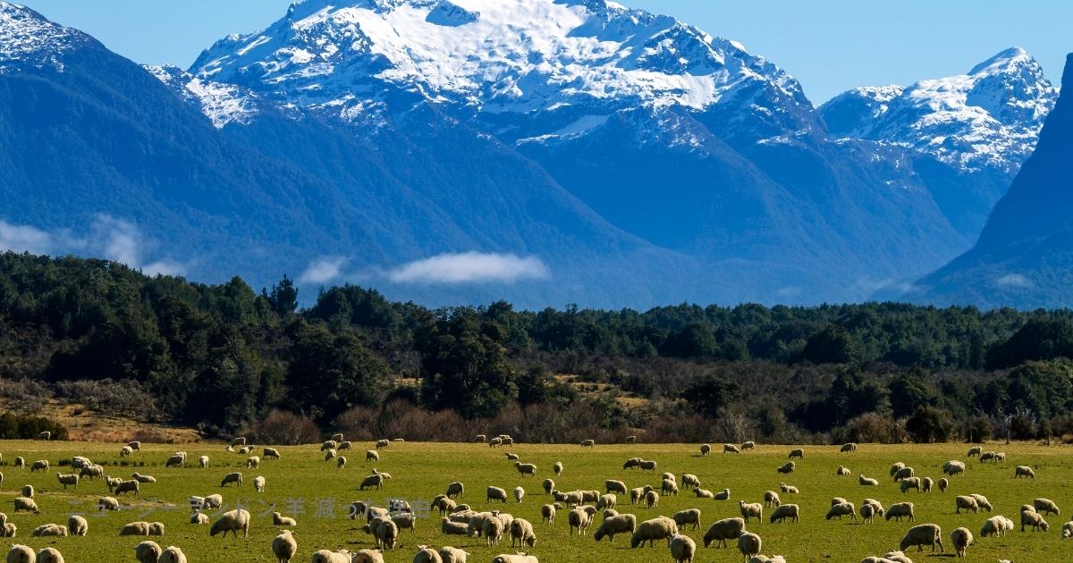 ニュージーランドン 羊 減った理由