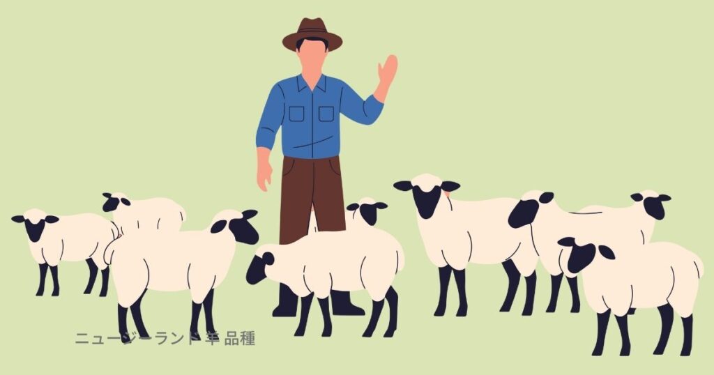 ニュージーランド 羊 品種